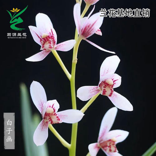 翁源兰花苗老种四季建兰白子画