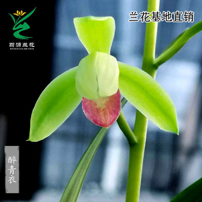 翁源兰花高端老种四季建兰醉青衣