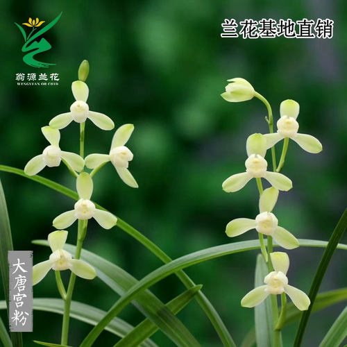 兰花苗高端四季建兰老种大唐宫粉