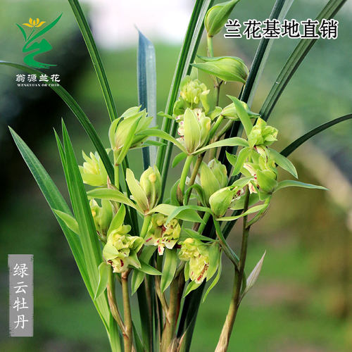 翁源兰花高端春剑绿云牡丹奇花香