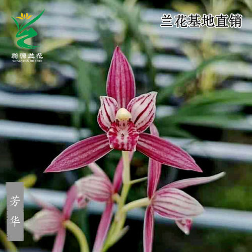 高端老种四季建兰红花芳华带花香