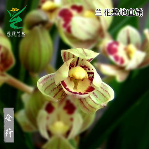 老种四季建兰金荷带花浓香型好养