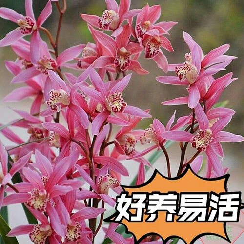 粉色樱花带花苞浓香好养室内绿植