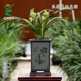 建兰荷瓣铭品素君荷素心浓香高档室内花卉绿植盆栽 翁源兰花苗正品