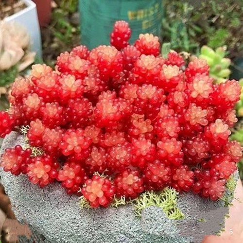 红浆果多头群生含盆栽好发货