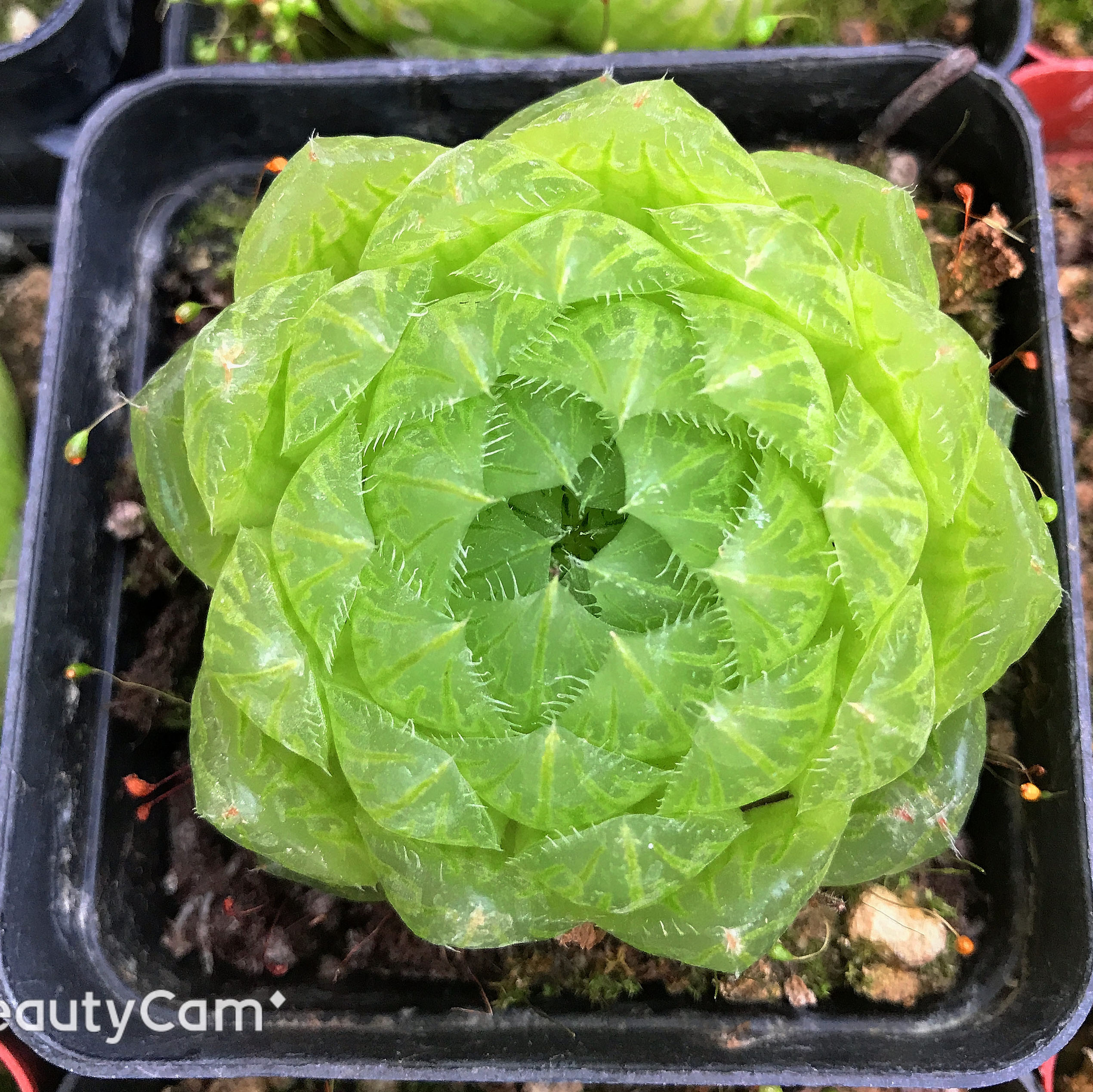 樱水晶 多肉植物 玉露十二卷 萌肉肉组合盆栽 室内花卉