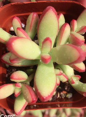 小天狗多肉多肉植物室内植物创意