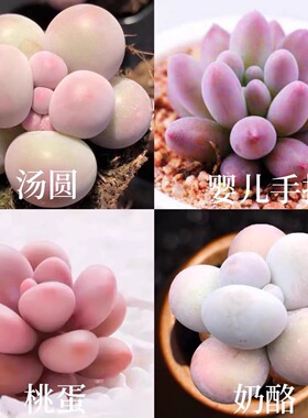 韩版汤圆手指奶酪多肉植物肉肉超萌新手桃蛋花卉糖豆迷你盆栽绿植