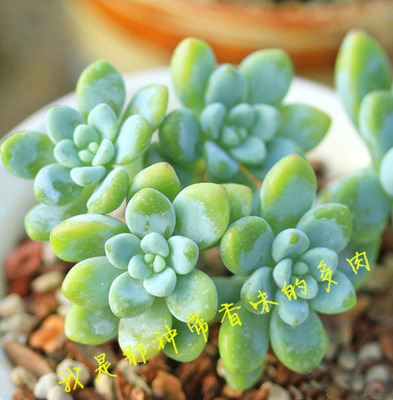 劳尔多肉香味植物组合小多肉