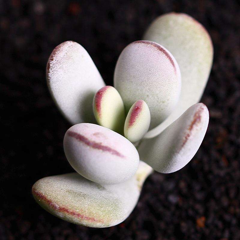 乒乓福娘 多肉植物防辐射肉肉植物绿植花卉桌面盆栽治家森活多肉