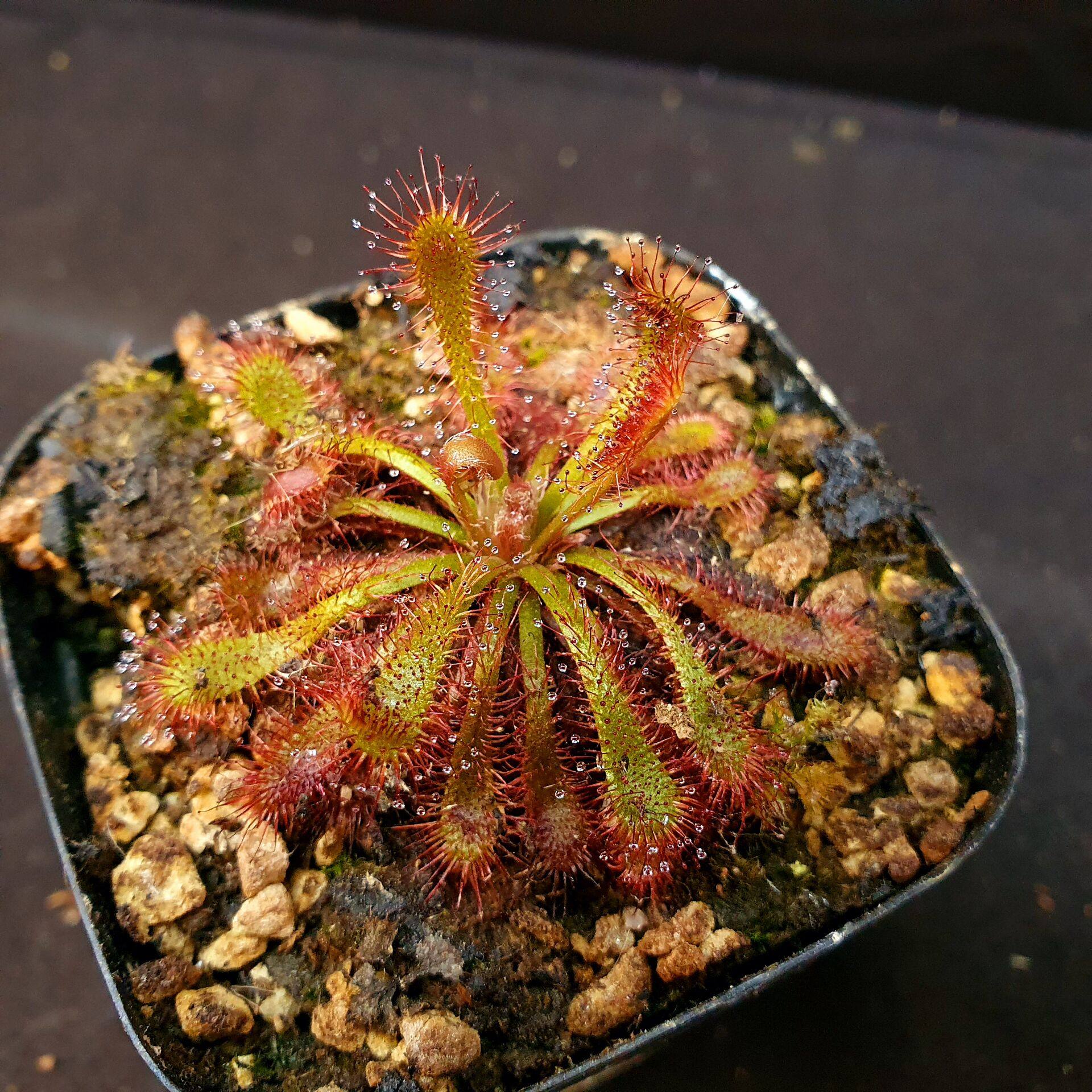 【丰收季】超基茅膏菜6号 4.5CM 带多叶球根茅膏菜