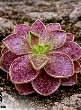 【栩园培育】绯红骑士捕虫堇Pinguicula