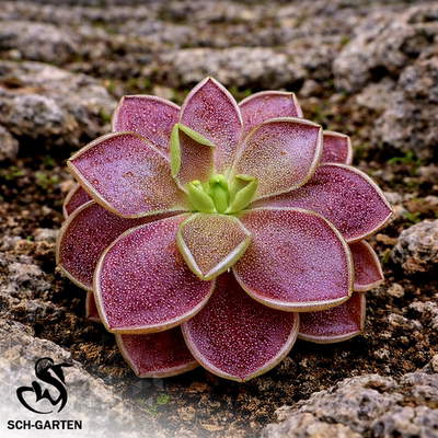【栩园培育】绯红骑士捕虫堇Pinguicula