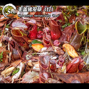 Nepenthes 高地原种 新品 毛盖猪笼草 食虫植物 tentaculata