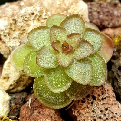 【丰收季】汉卡捕虫堇Pinguicula 'Hanka'  0516-1 2.3