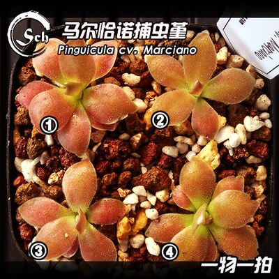 马尔恰诺捕虫堇 | Pinguicula 