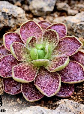 立叶交托兰通戈爱兰捕虫堇P. rectifolia×ehlersiae[Tolantonga]