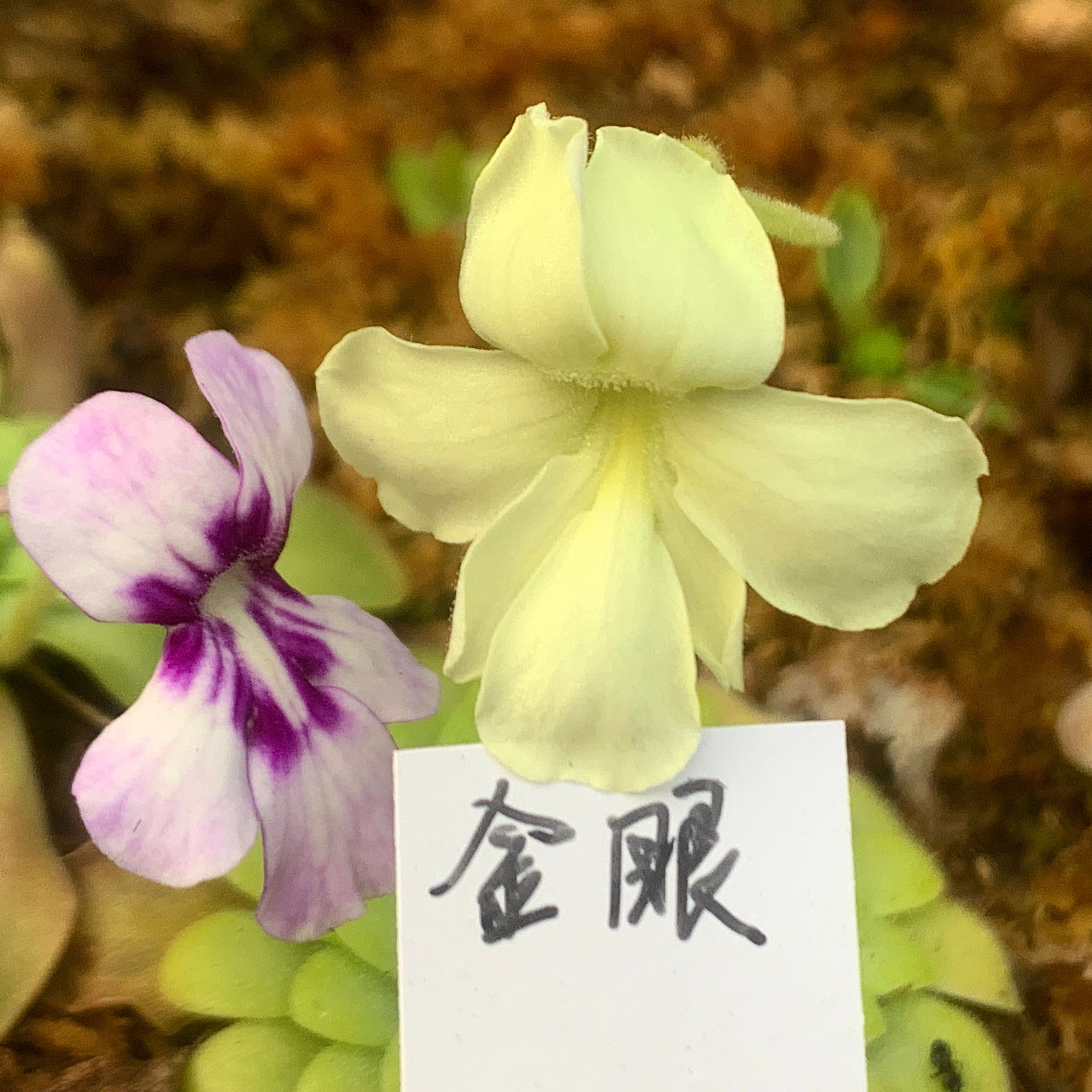 【新品】金眼捕虫堇Pinguicula“BCP Golden Eye