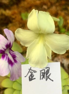 【新品】金眼捕虫堇Pinguicula“BCP Golden Eye