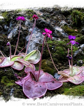 BCP胡斯特瓦加墨兰捕虫堇Pinguicula moranensis Juxtlahuaca