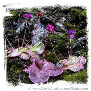 BCP胡斯特瓦加墨兰捕虫堇Pinguicula moranensis Juxtlahuaca