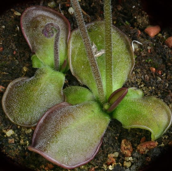 【新品】椭瓣捕虫堇(长圆叶)丨Pinguicula oblongiloba