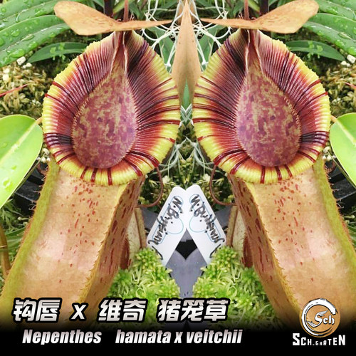N. hamata x veitchii丨钩唇X维奇猪笼草丨食虫植物