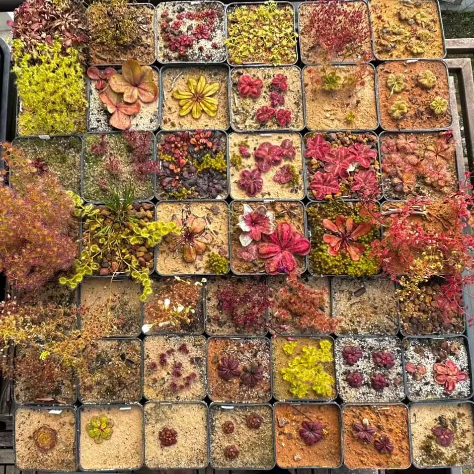 【清凉一夏】混合球根茅膏菜休眠球系列（仅限618大促）卖完即止