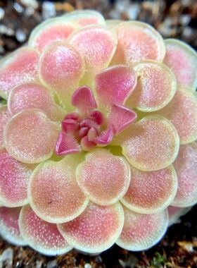 圆花交弗洛里捕虫堇Pinguicula rotundiflora x 'Florian' ex SCH