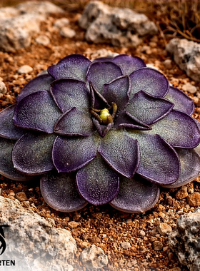 【新品】紫鳞捕虫堇|Pinguicula “SCH Purple Scale”栩园培育