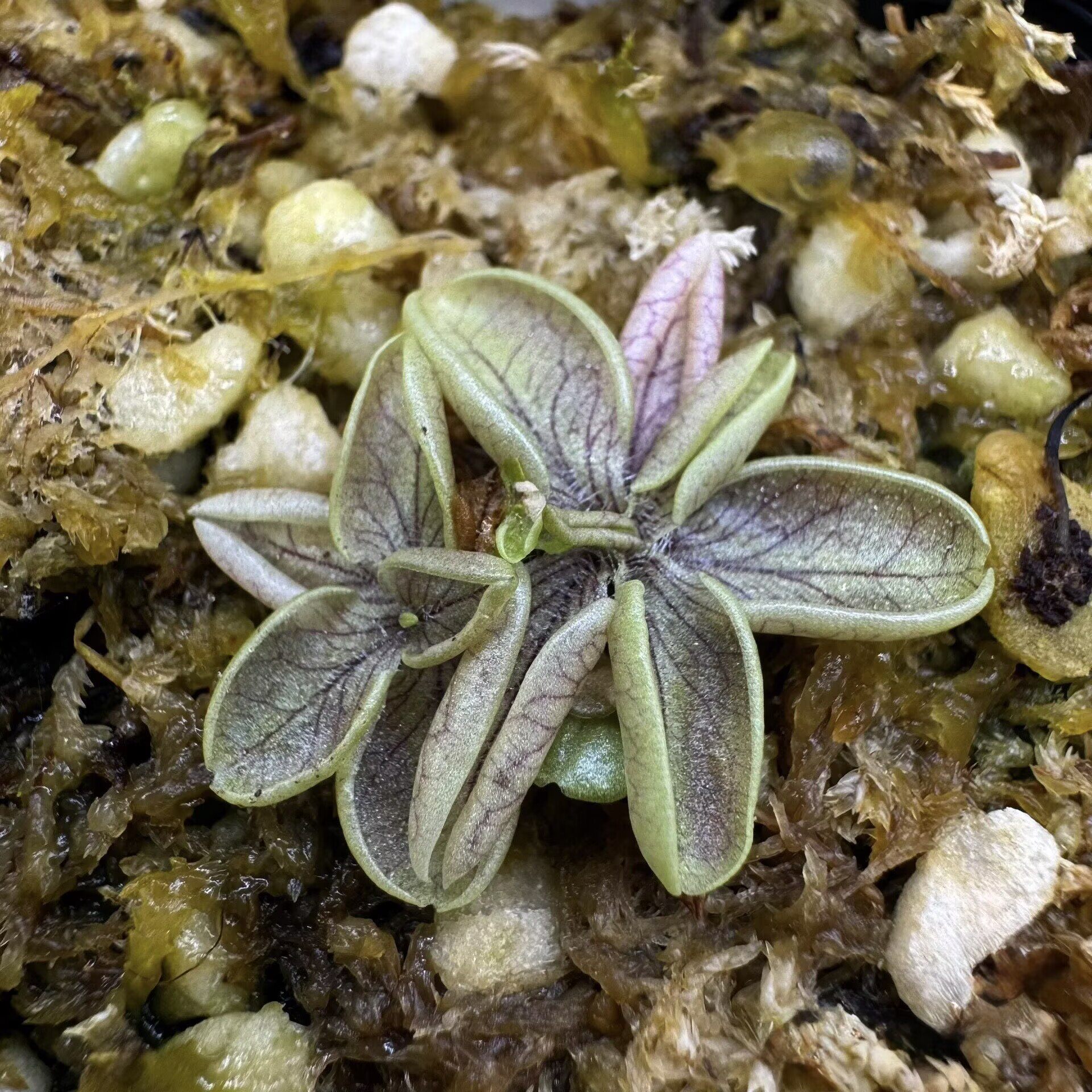 葡萄牙捕虫堇丨Pinguicula lusitanica exBCP丨温带捕虫堇