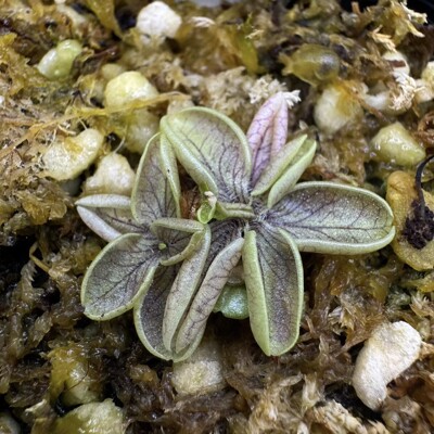 葡萄牙捕虫堇丨Pinguicula lusitanica exBCP丨温带捕虫堇
