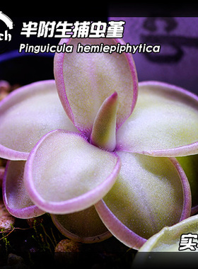 BCP半附生捕虫堇丨 Pinguicula hemiepiphytica 丨食虫植物