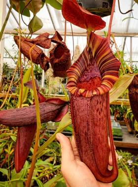 （维奇X劳氏）X显目猪笼草（BE-3400）丨食虫植物