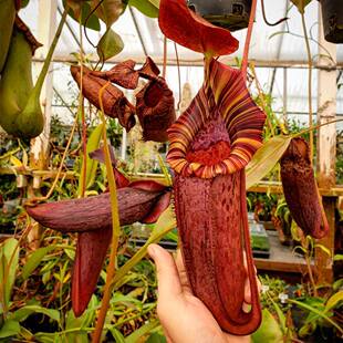 （维奇X劳氏）X显目猪笼草（BE-3400）丨食虫植物