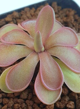 红叶阿尔法捕虫堇丨Pinguicula “SCH Alpha R”丨食虫植物