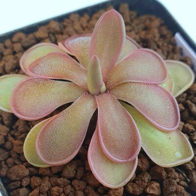 红叶阿尔法捕虫堇丨Pinguicula “SCH Alpha R”丨食虫植物
