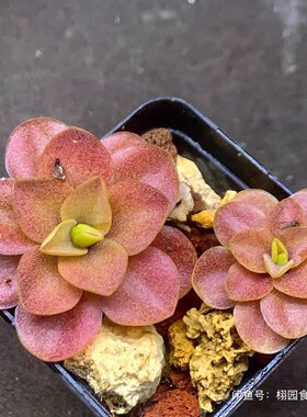 红叶危地马拉产地种捕虫堇（red）丨Pinguicula Guatemala丨
