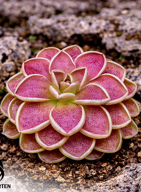 圆花交爱兰T捕虫堇P.rotundiflora x ehlersiae（Tolantongo）