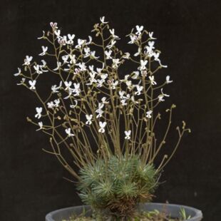 【新品】尖刺花柱草Stylidium spinulosum From.Allen