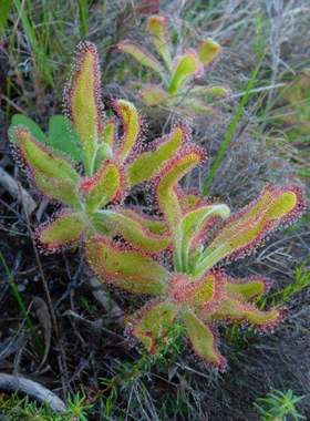 【新品】喜悦茅膏菜丨Drosera hilaris丨稀有高地茅膏菜新手