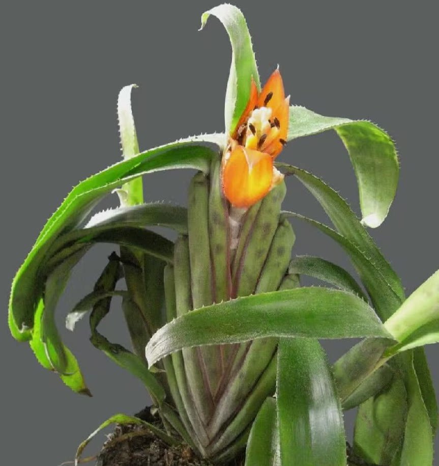 【新品】折颈蜻蜓蚁栖凤梨 aechmea brericollis   蚁栖植物