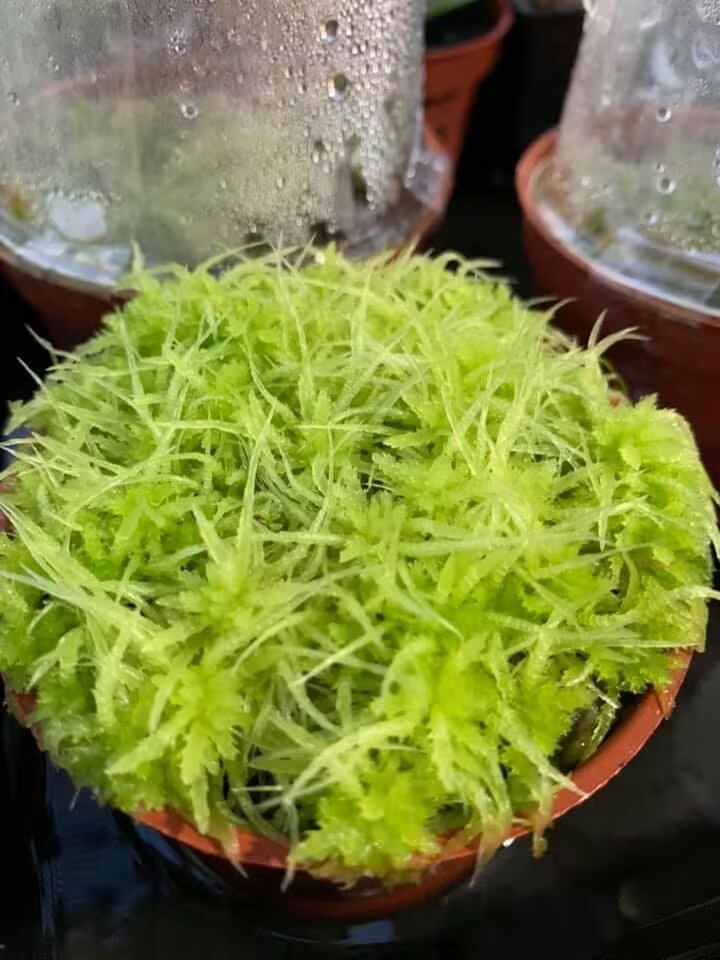 活水苔-食虫植物盆栽铺面喜阴雨食虫植物