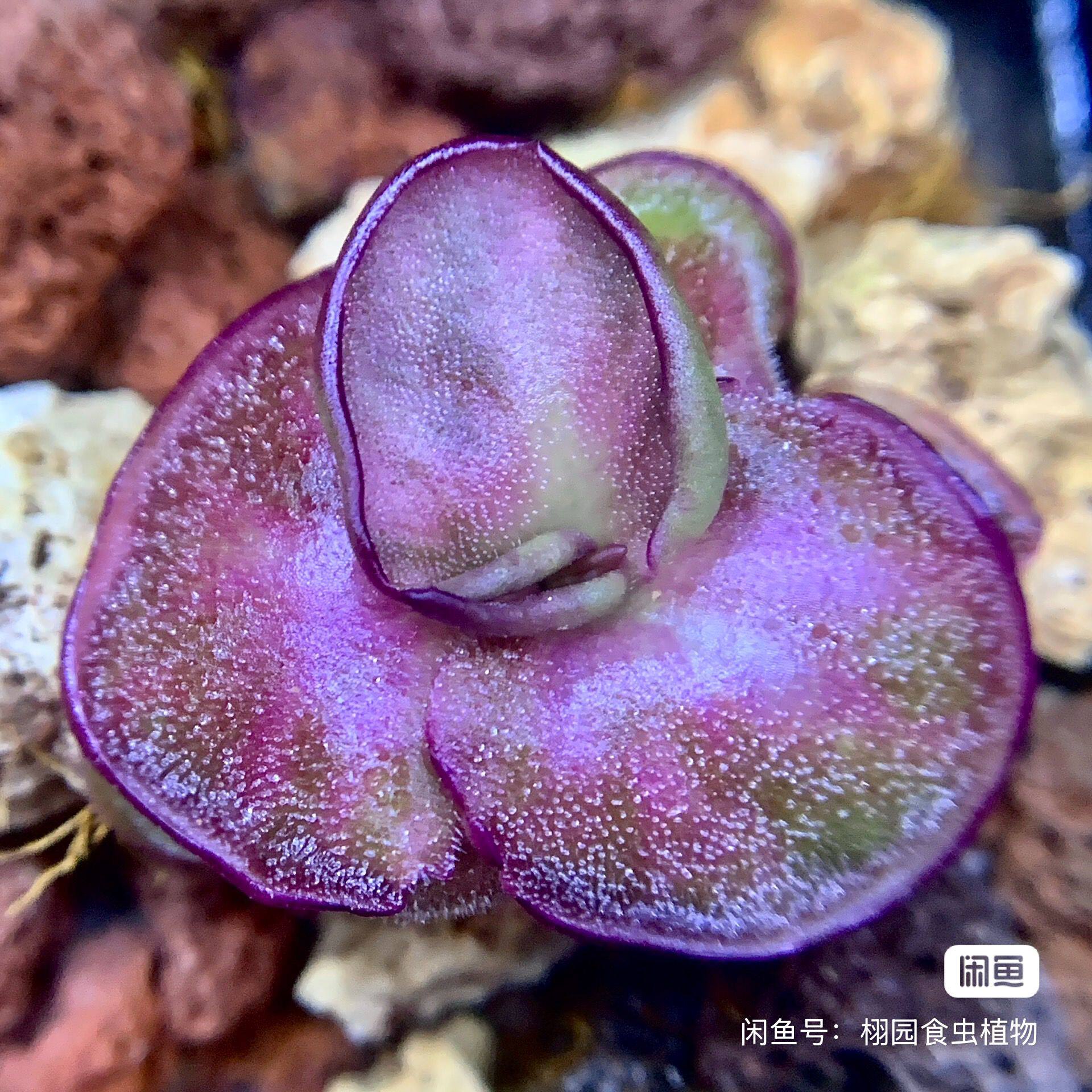 【新品】幻色星云捕虫堇Pinguicula "SCH Dream nebula"栩园培育