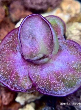 【新品】幻色星云捕虫堇Pinguicula 