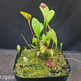 【丰收季】高山洪堡狸藻   花盆7×7CM  叶子密度大 状态佳