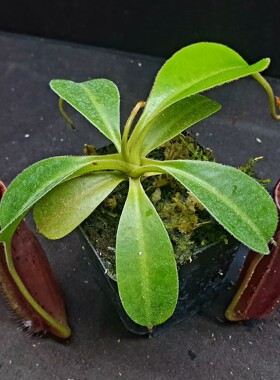 【丰收季】劳氏x（罗伯坎特利x维奇）猪笼草1019 5CM 一叶一笼