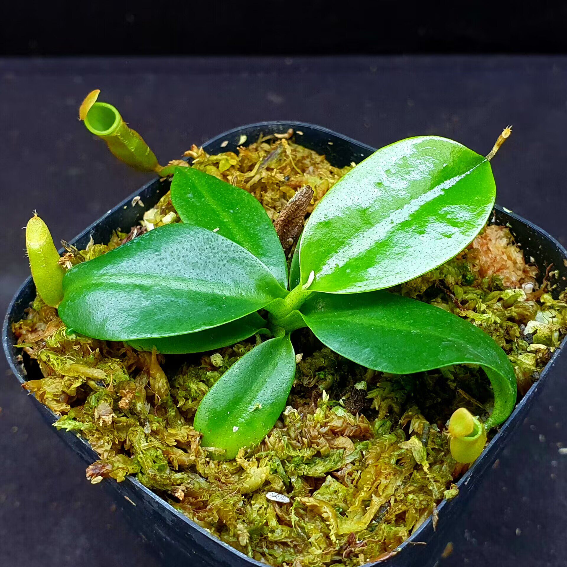 【丰收季】csm风铃x(欣佳浪山 x惊奇)猪笼草  062002 7cm