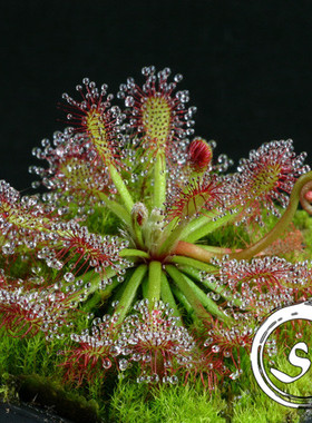 【新品】罗赖马茅膏菜丨Drosera roraimae丨南美桌山特有种茅