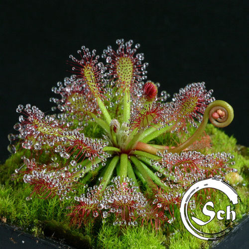 【新品】罗赖马茅膏菜丨Drosera roraimae丨南美桌山特有种茅